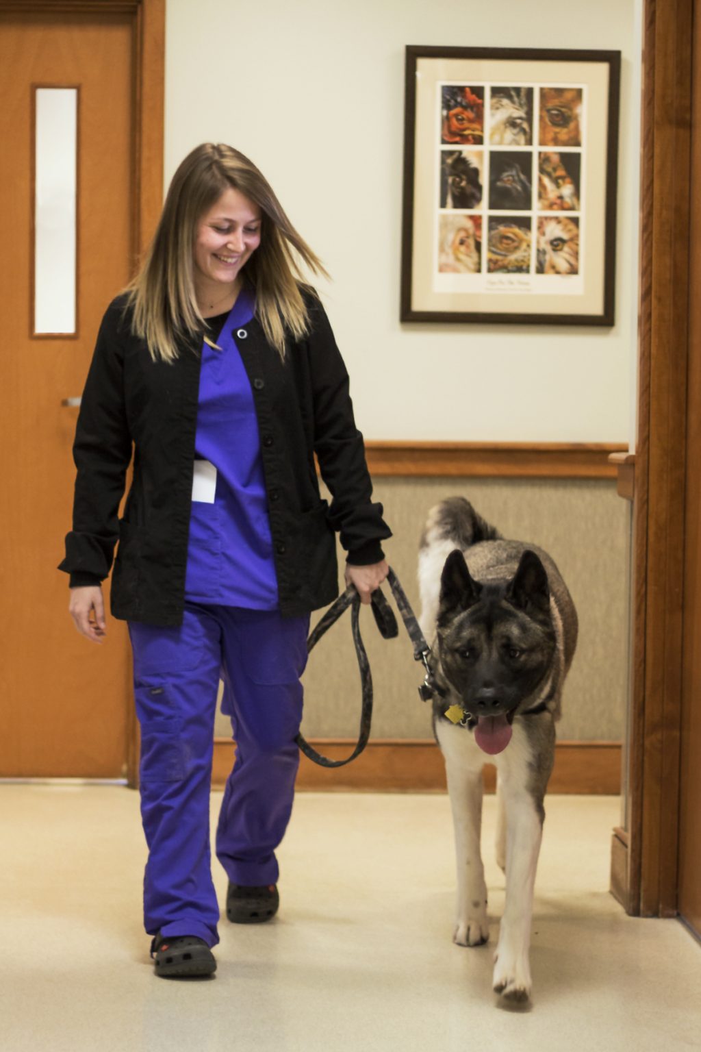 Veterinarians in Rochester, Dover and Milton, NH Broadview Animal