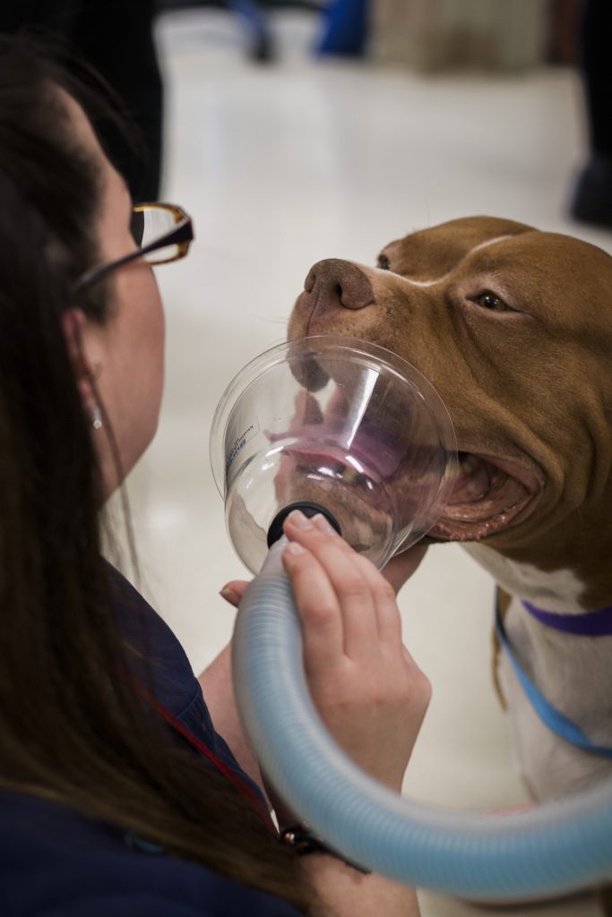 Animal Urgent Care Rochester, NH Broadview Animal Hospital