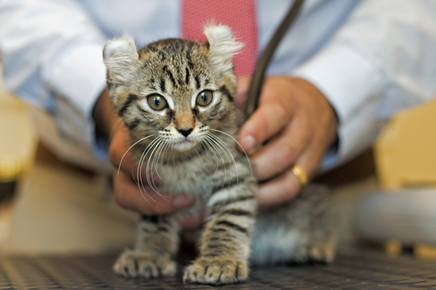 Externship in Rochester, Dover and Milton, NH Broadview Animal Hospital