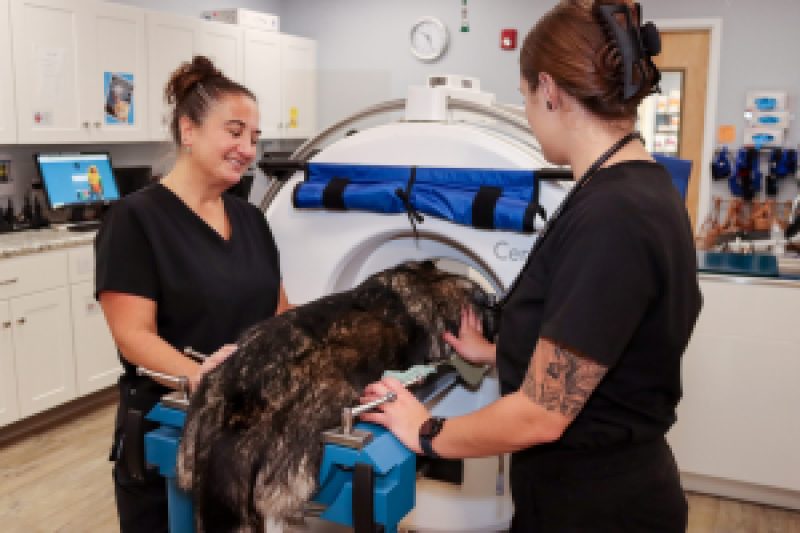 CT Scans in Rochester, Dover and Milton, NH Broadview Animal Hospital